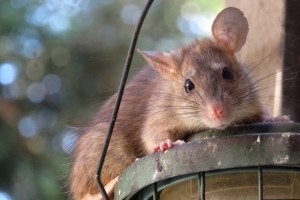 Rat Infestation, Pest Control in Herne Hill, SE24. Call Now 020 8166 9746