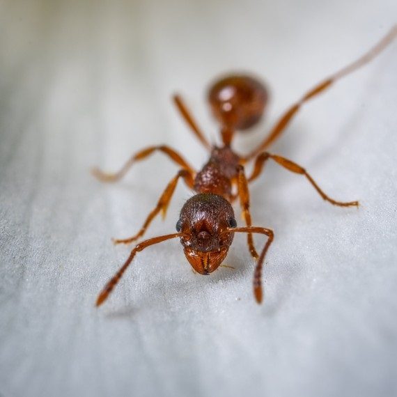 Field Ants, Pest Control in Herne Hill, SE24. Call Now! 020 8166 9746