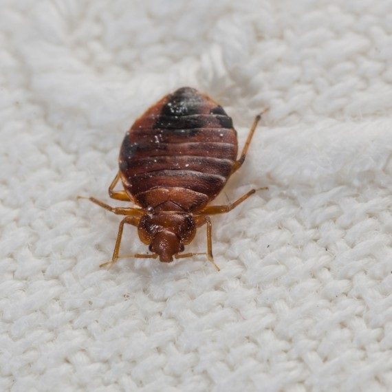 Bed Bugs, Pest Control in Herne Hill, SE24. Call Now! 020 8166 9746