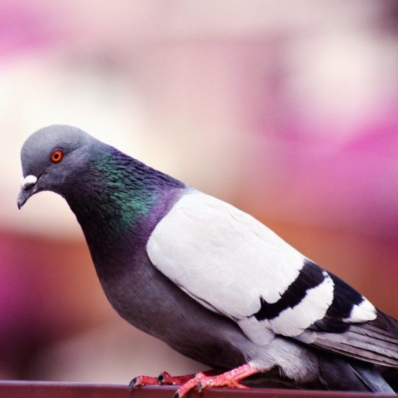 Birds, Pest Control in Herne Hill, SE24. Call Now! 020 8166 9746