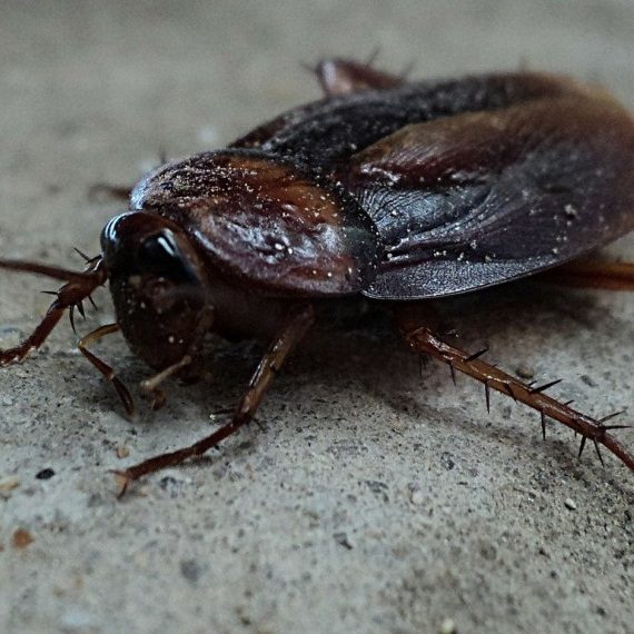 Cockroaches, Pest Control in Herne Hill, SE24. Call Now! 020 8166 9746