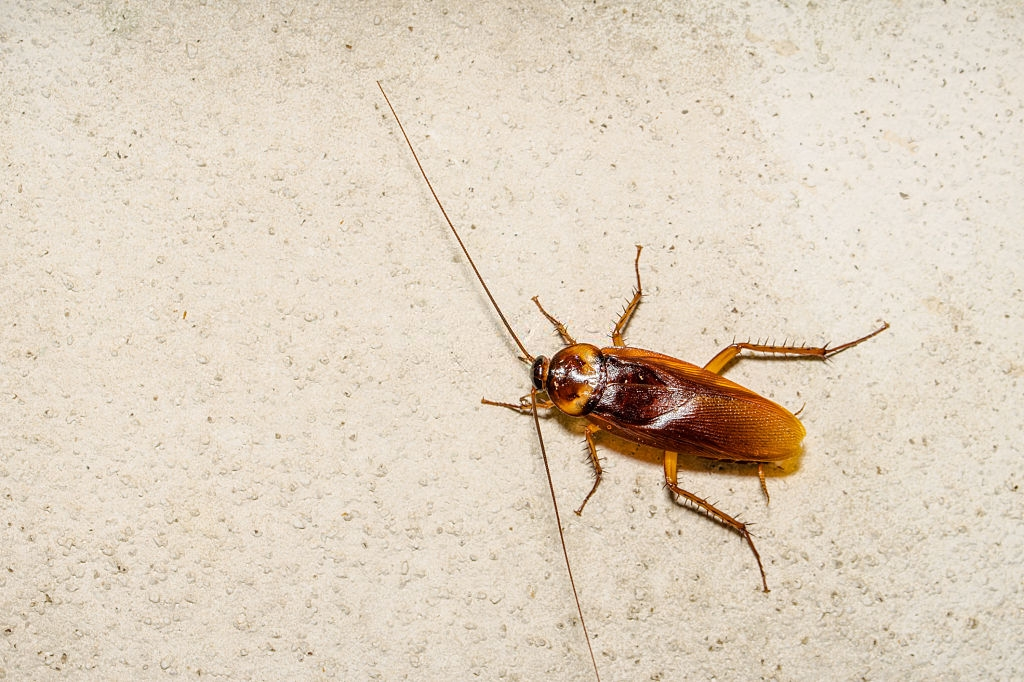 Cockroach Control, Pest Control in Herne Hill, SE24. Call Now 020 8166 9746