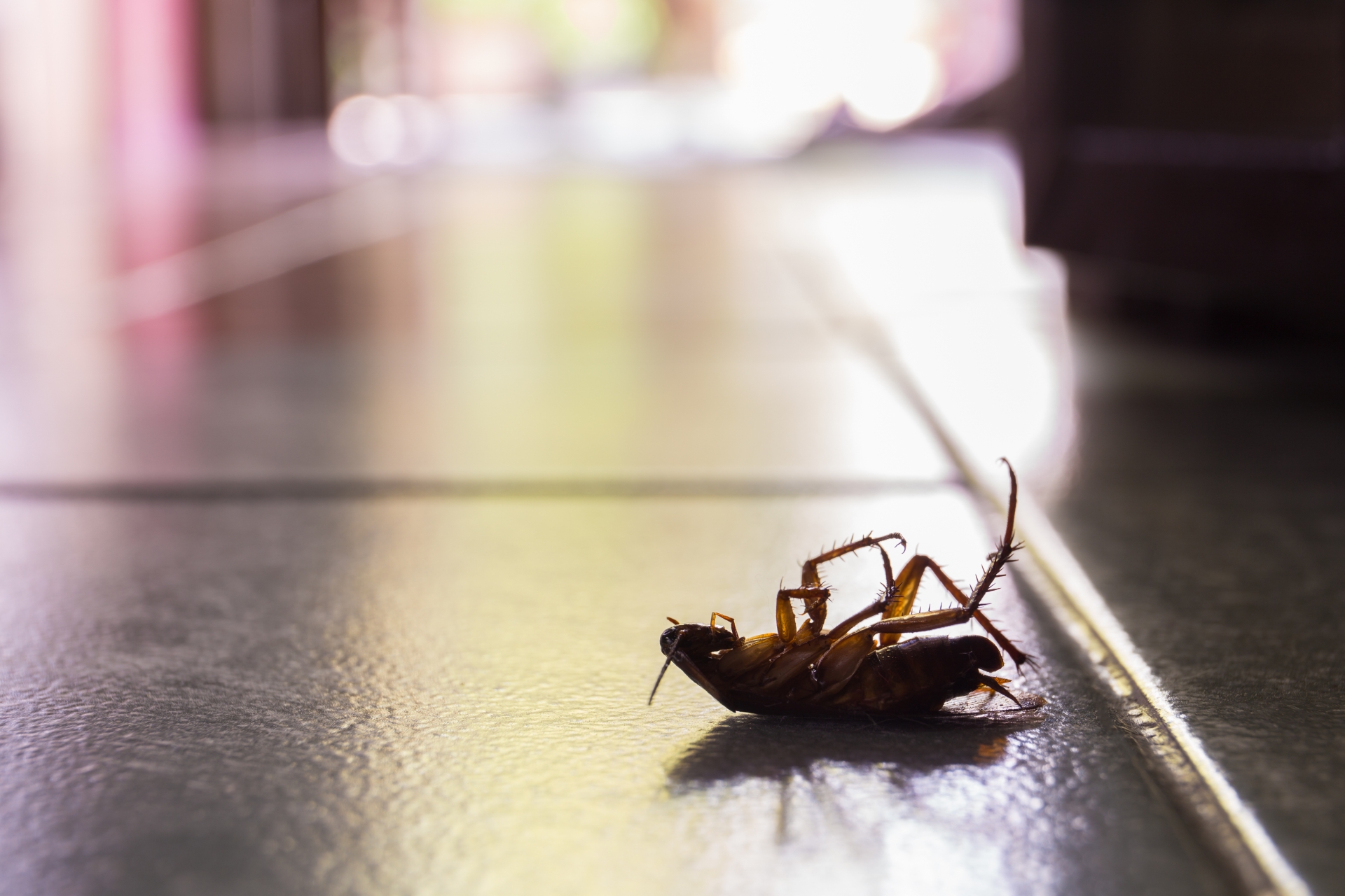 Cockroach Control, Pest Control in Herne Hill, SE24. Call Now 020 8166 9746