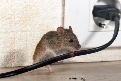 Pest Control in Herne Hill, SE24. Call Now! 020 8166 9746