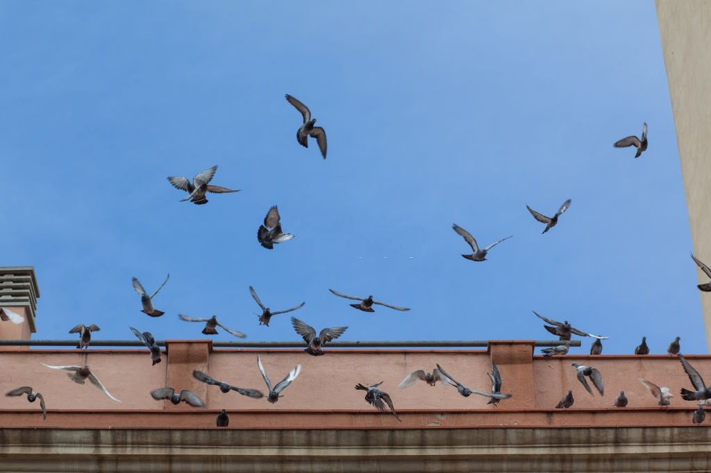 Pigeon Control, Pest Control in Herne Hill, SE24. Call Now 020 8166 9746
