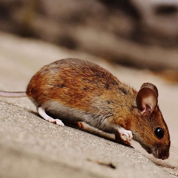 Mice, Pest Control in Herne Hill, SE24. Call Now! 020 8166 9746