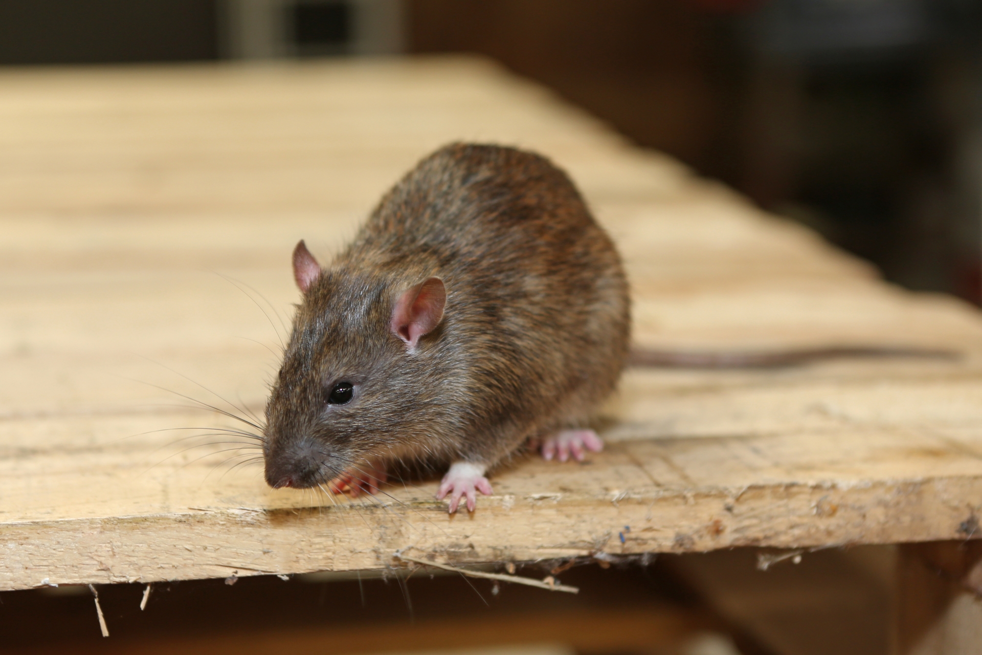 Rat Control, Pest Control in Herne Hill, SE24. Call Now 020 8166 9746