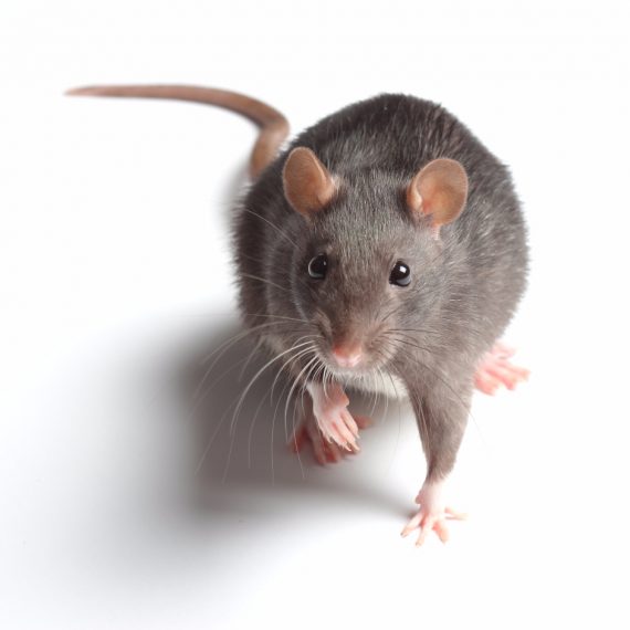Rats, Pest Control in Herne Hill, SE24. Call Now! 020 8166 9746