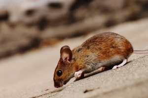 Mouse extermination, Pest Control in Herne Hill, SE24. Call Now 020 8166 9746