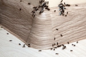 Ant Control, Pest Control in Herne Hill, SE24. Call Now 020 8166 9746