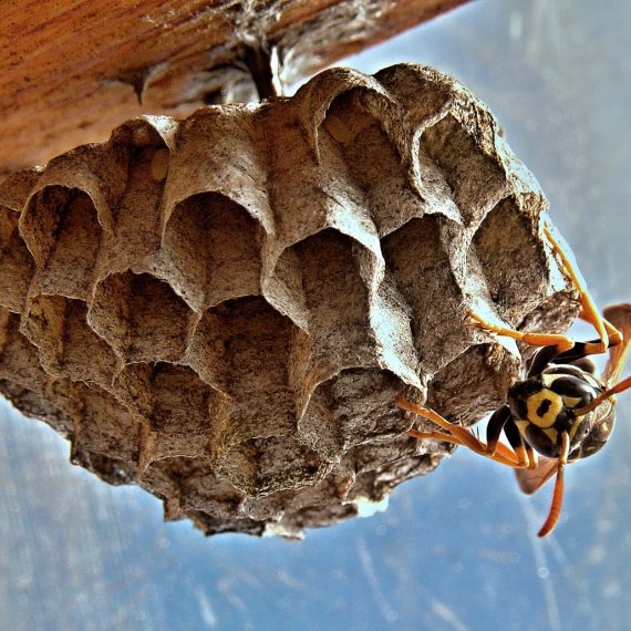 Wasps Nest, Pest Control in Herne Hill, SE24. Call Now! 020 8166 9746